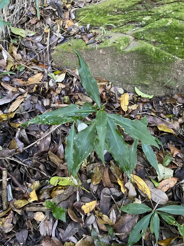 Coleotrype Natalensis