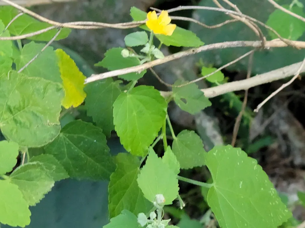 Umbrella Indian Mallow