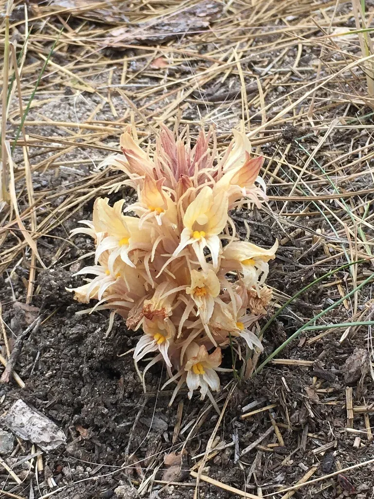 California Broomrape