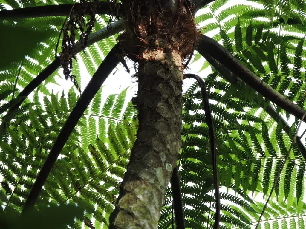 Cyathea Delgadii