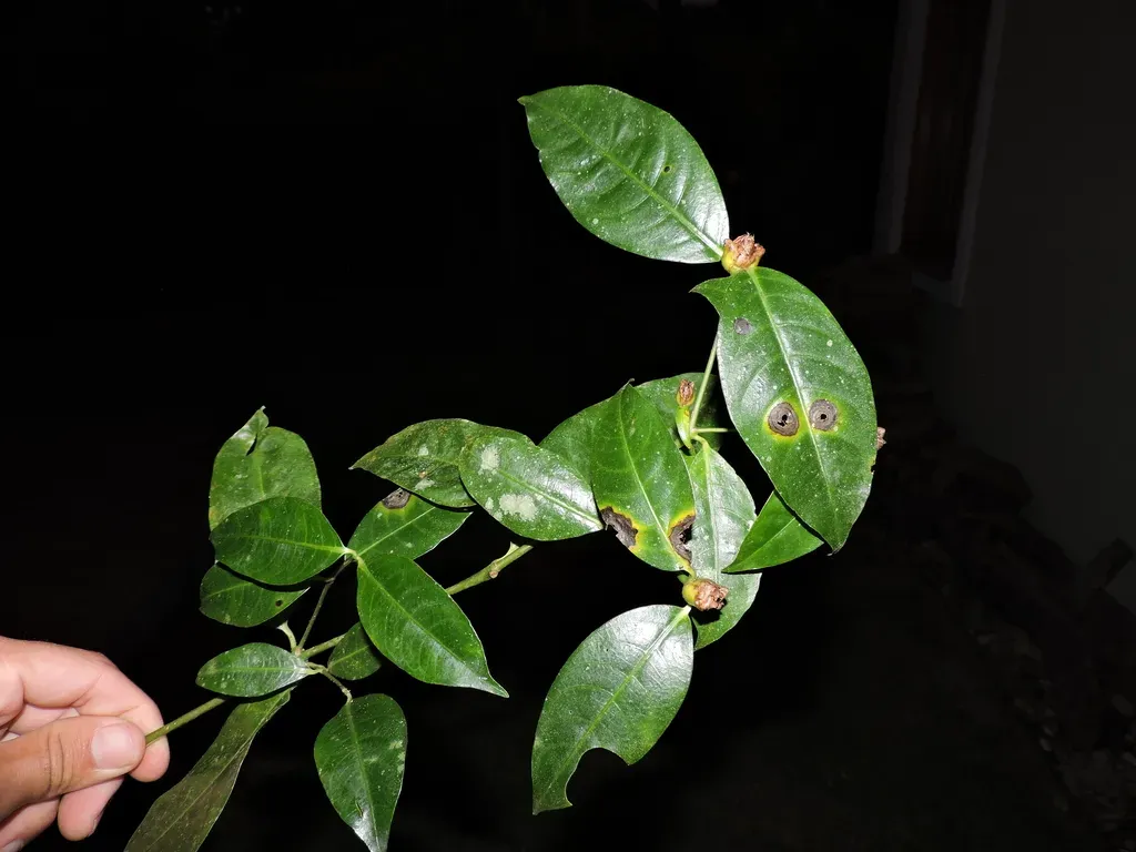 Psychotria Hastisepala