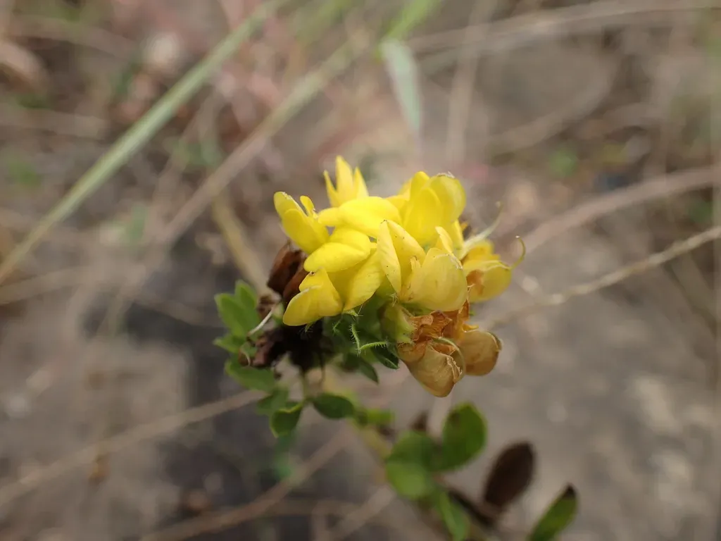 Leobordea Corymbosa