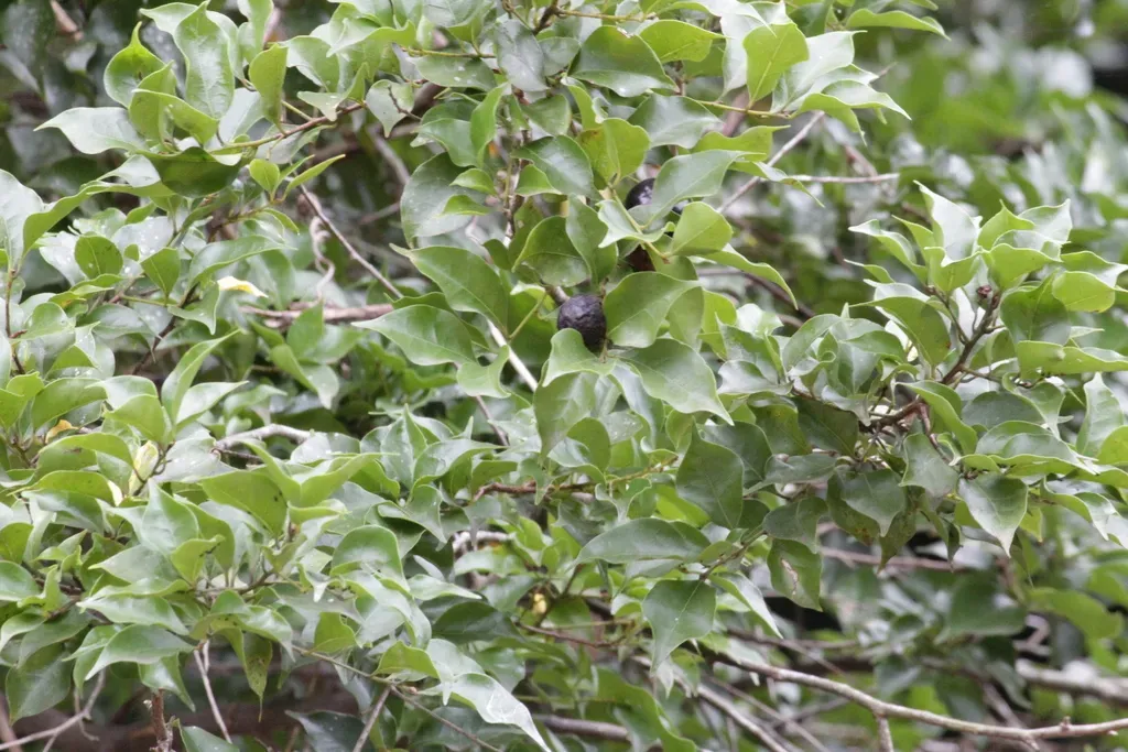 Bastard Camphor Tree