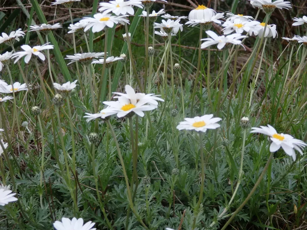 Phalacrocarpum Oppositifolium