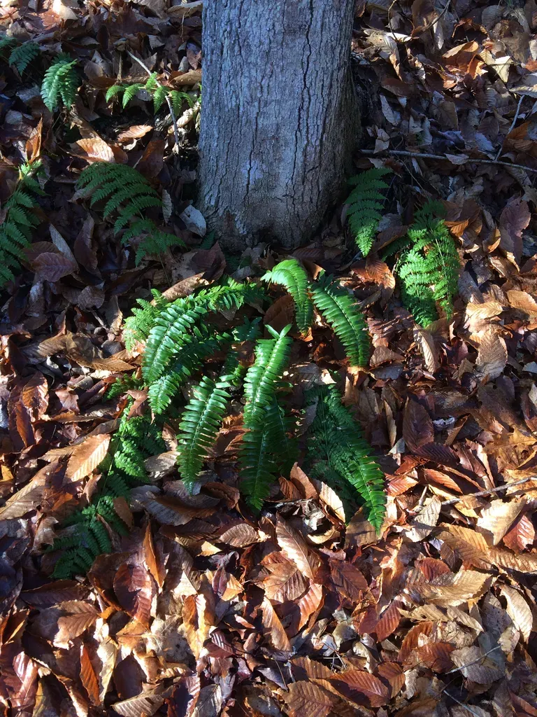 Christmas Fern