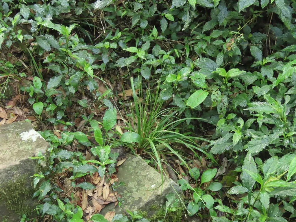 Carex Arisanensis