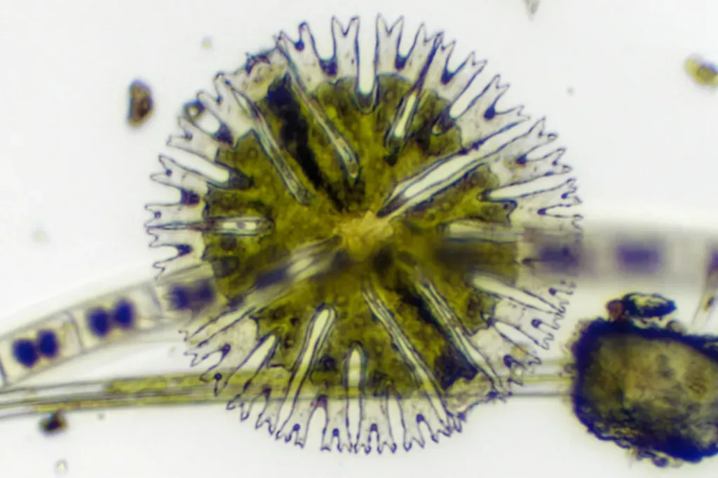 Micrasterias Radiosa