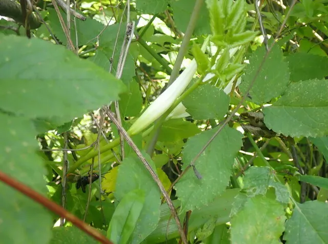 Cow Creek Spiderlily