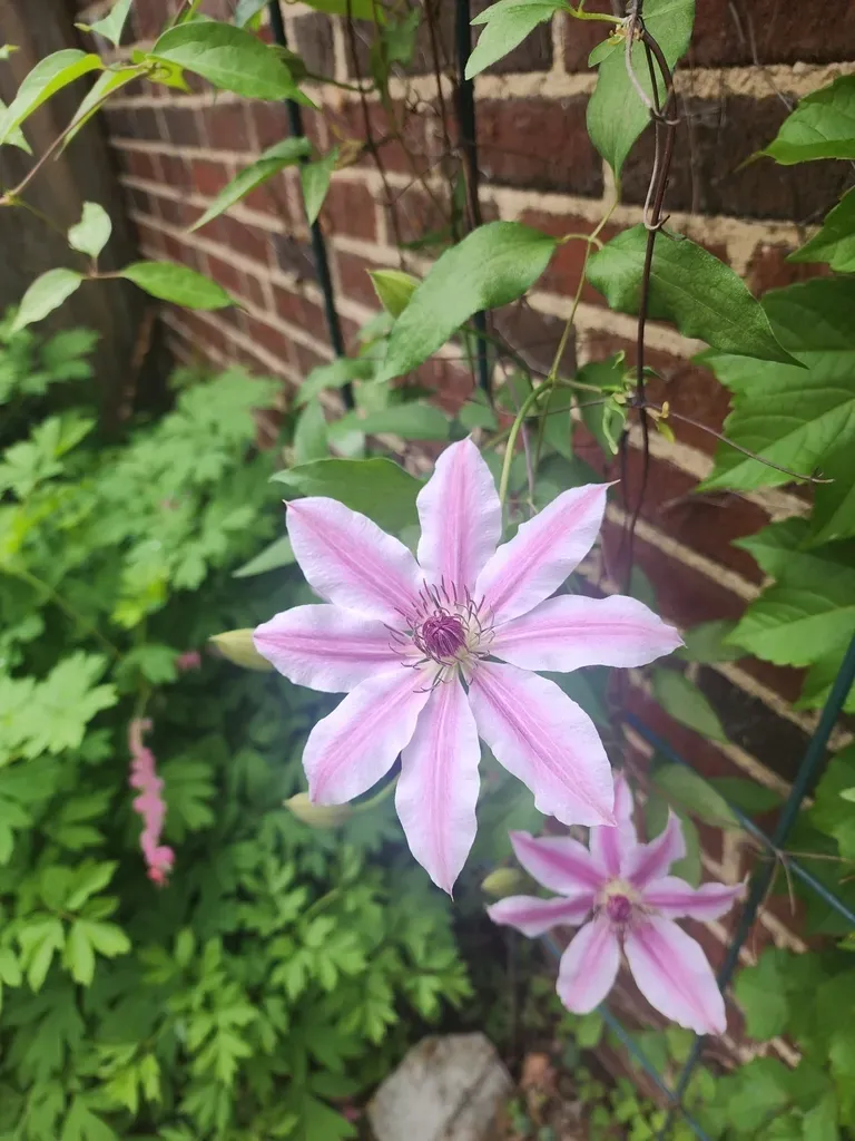 Clematis Lanuginosa