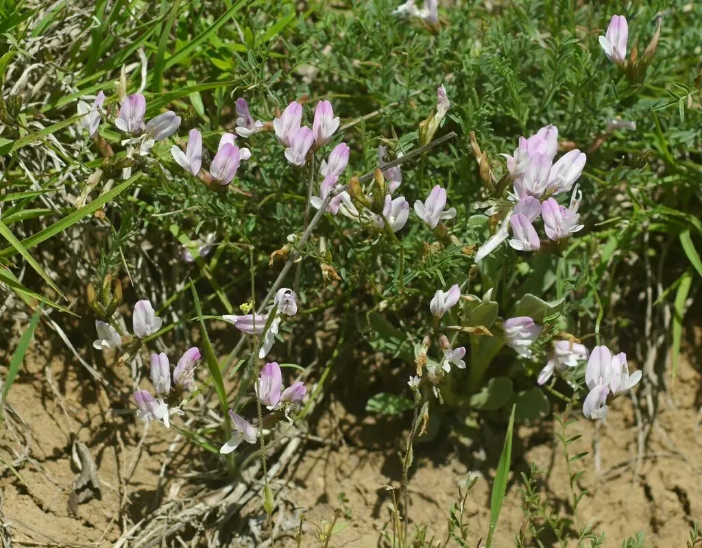 Astragalus Corniculatus