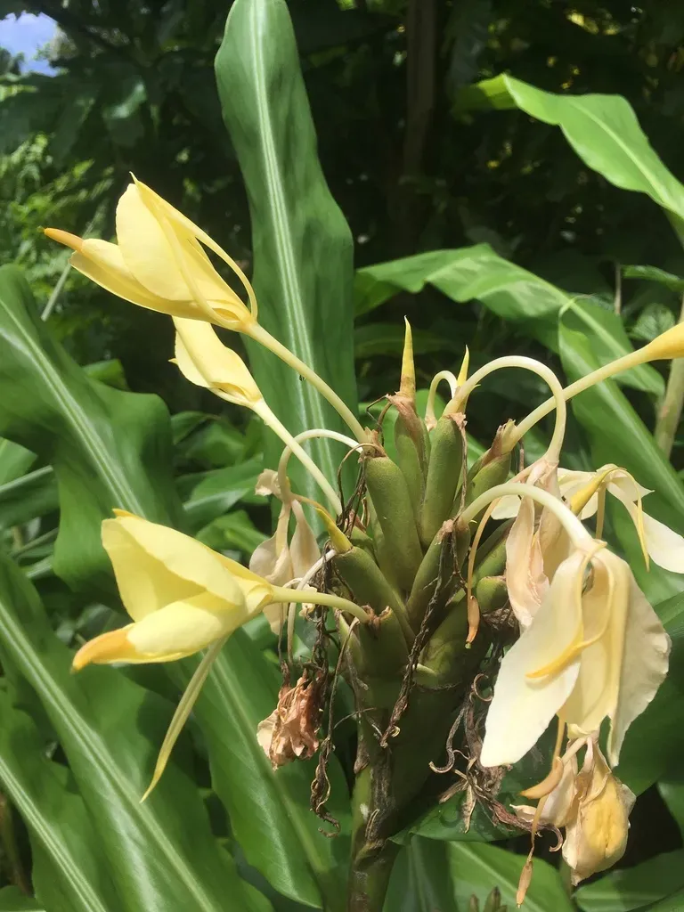 Yellow Ginger Lily