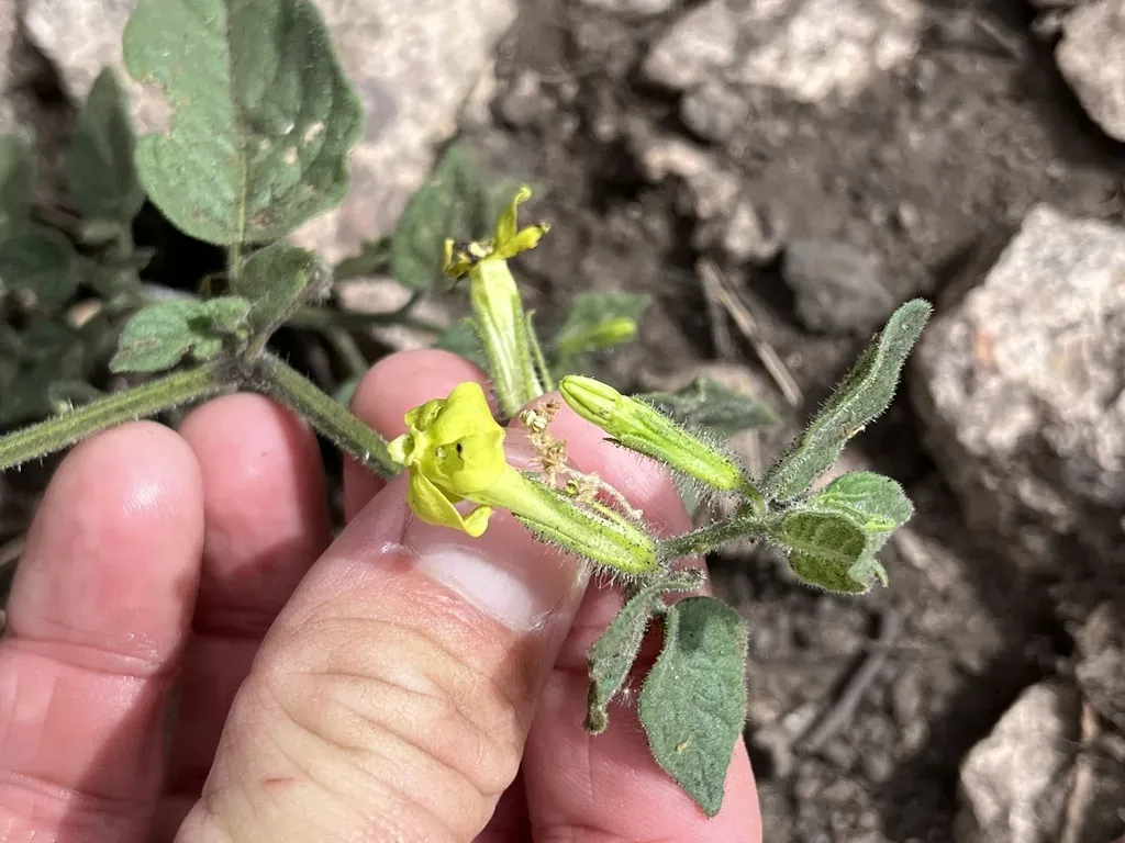 Trans-pecos Stinkleaf