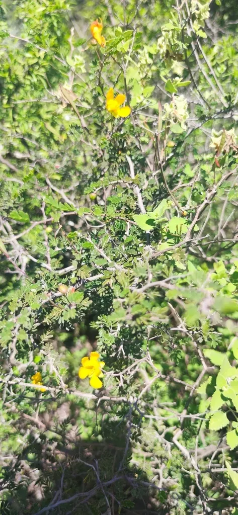 Gregg's Sensitive Pea