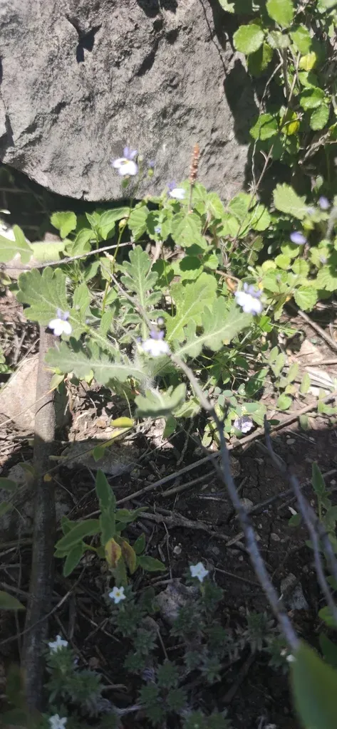 Berlandier's Lobelia