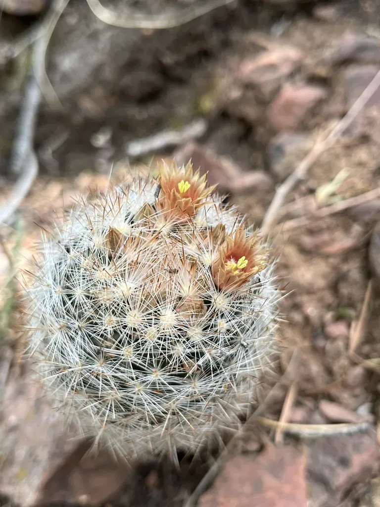Big Bend Foxtail Cactus