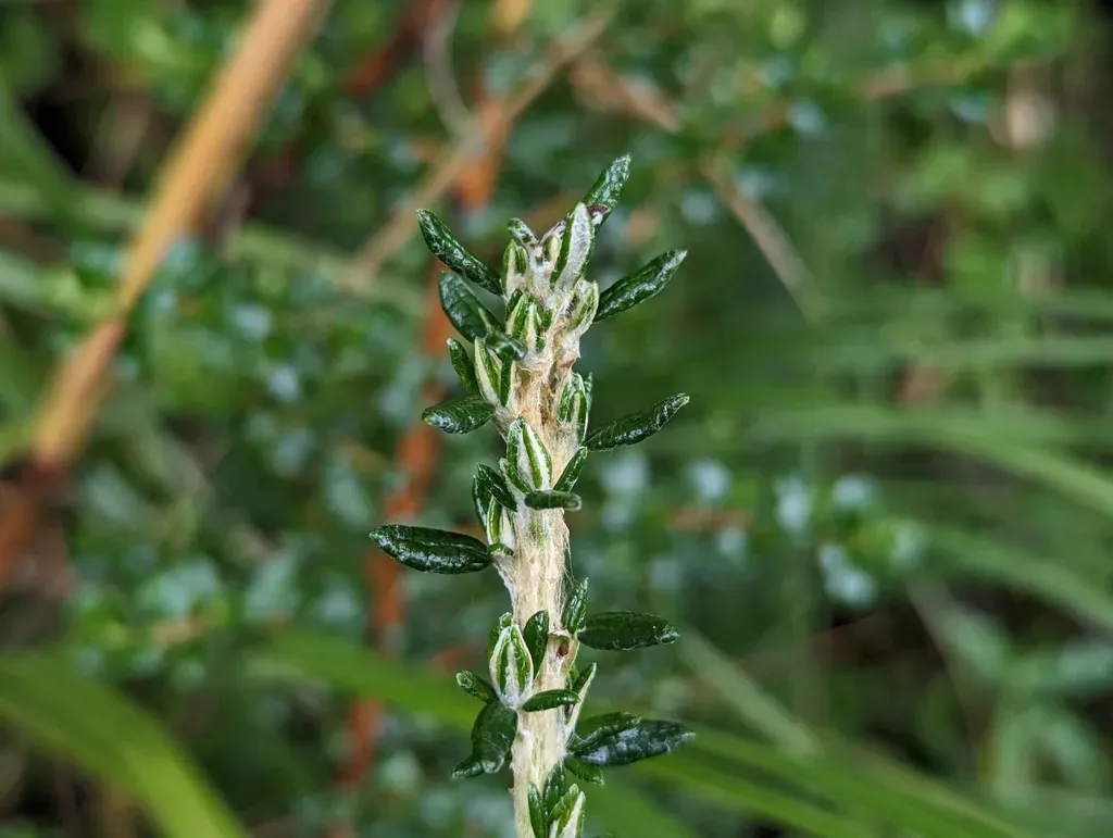 Diplostephium Hartwegii