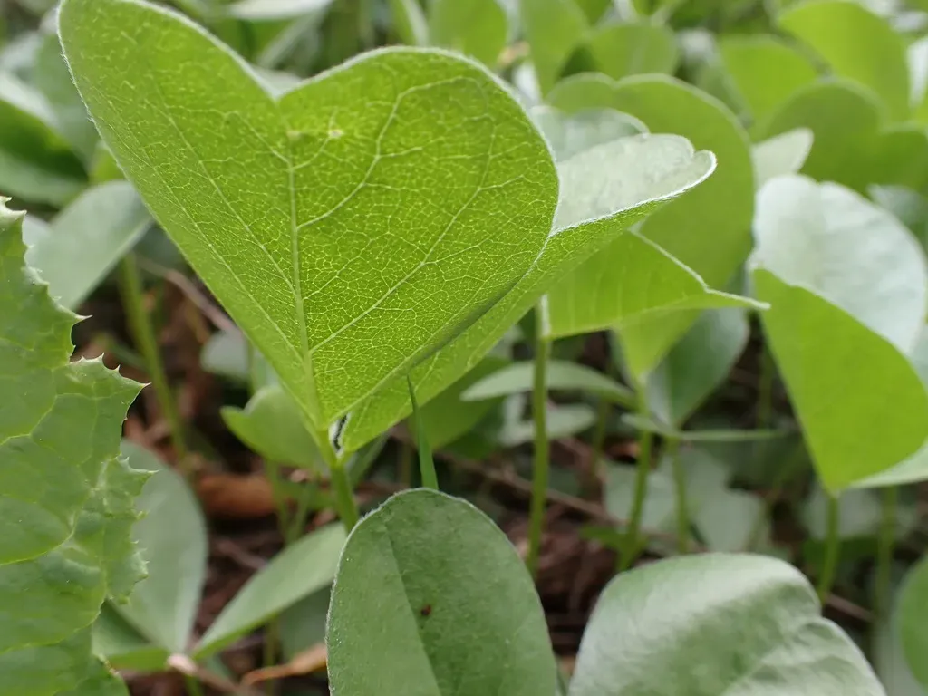 Roundleaf Leatherroot