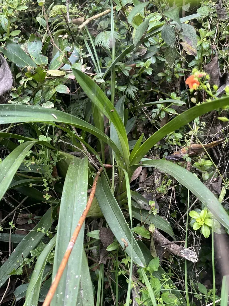 Cyrtochilum Densiflorum
