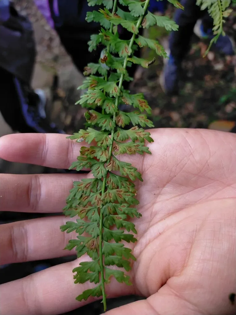 Asplenium Gueinzianum