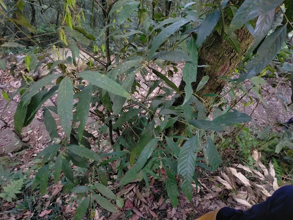 Lithocarpus Amygdalifolius