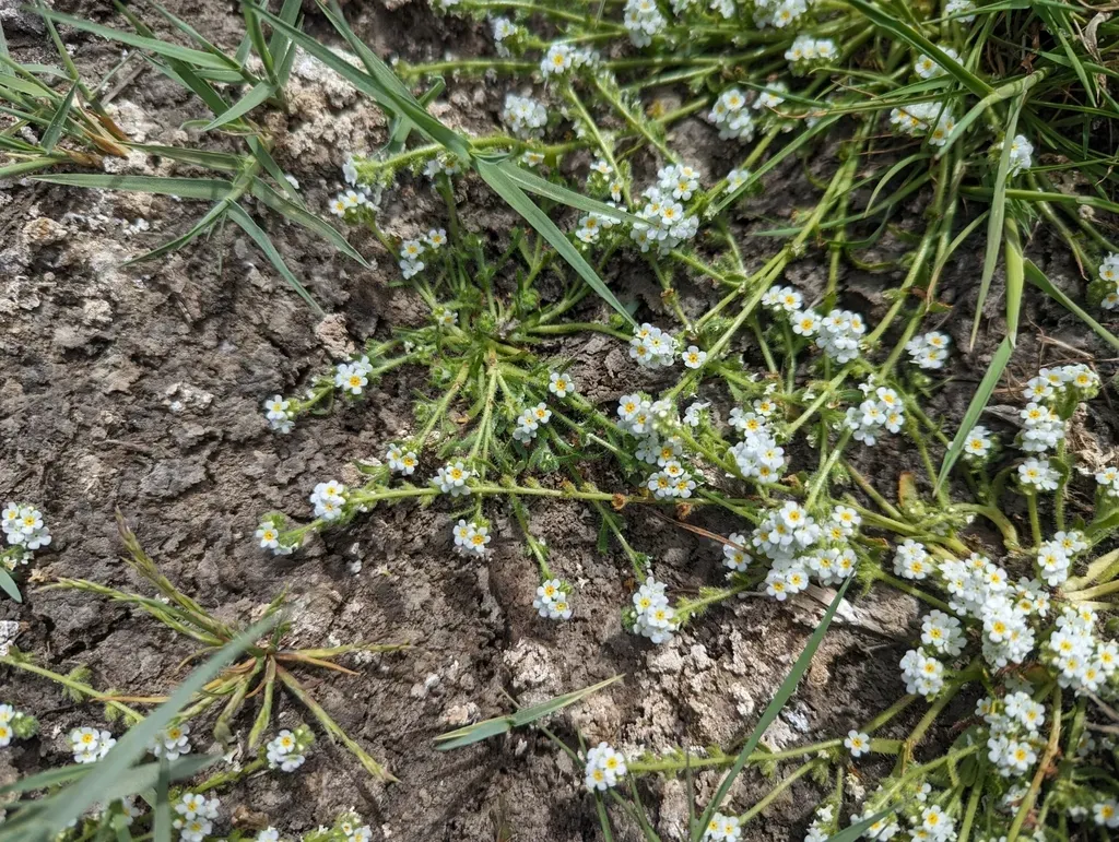 Parish's Popcornflower