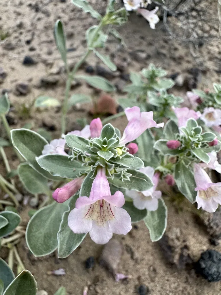 White-margined Beardtongue