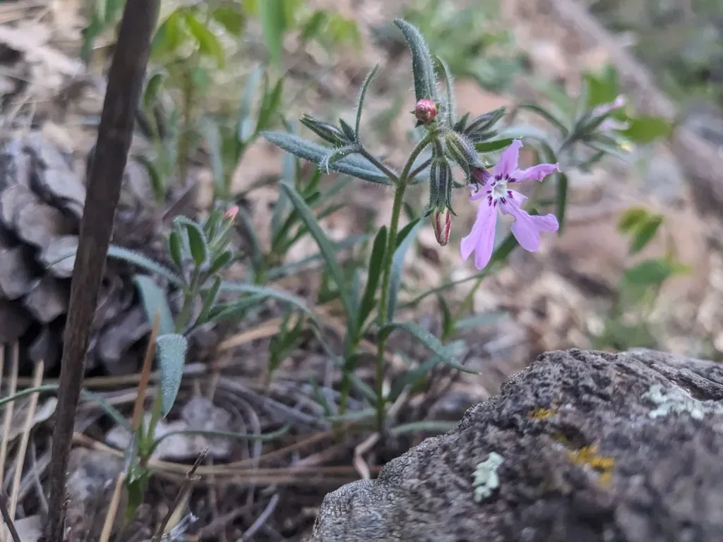 Woodhouse's Phlox