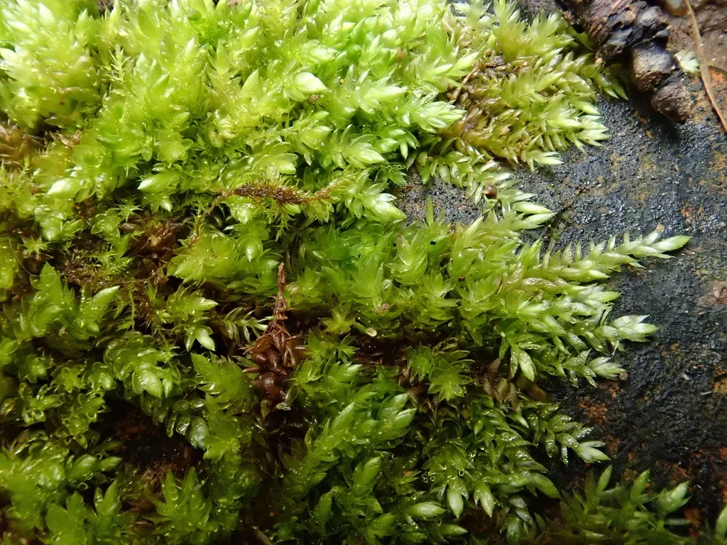 Wall Feather-moss