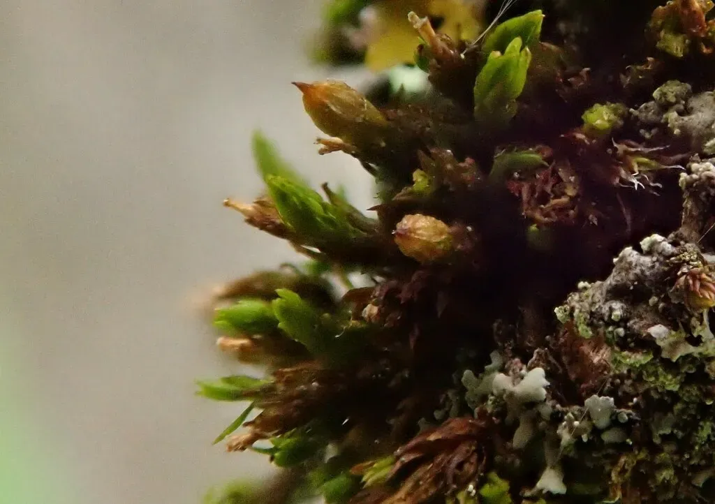 Orthotrichum Pumilum