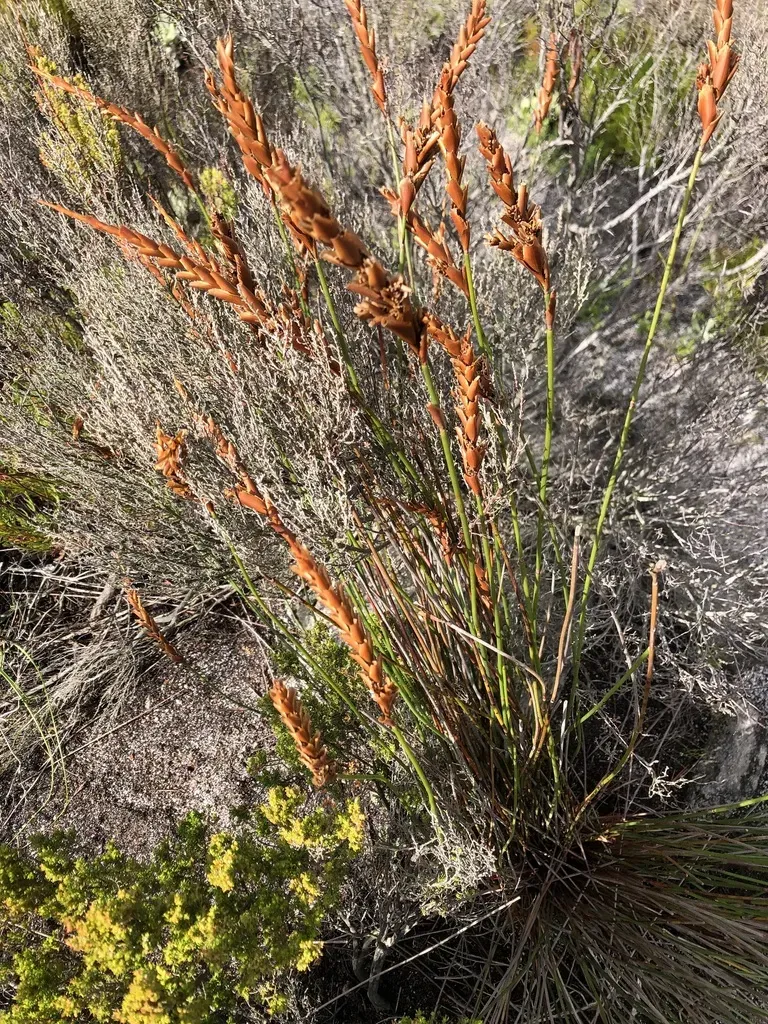 Shortflower Tasslereed