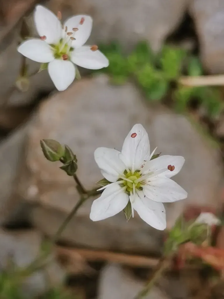 Sabulina Attica
