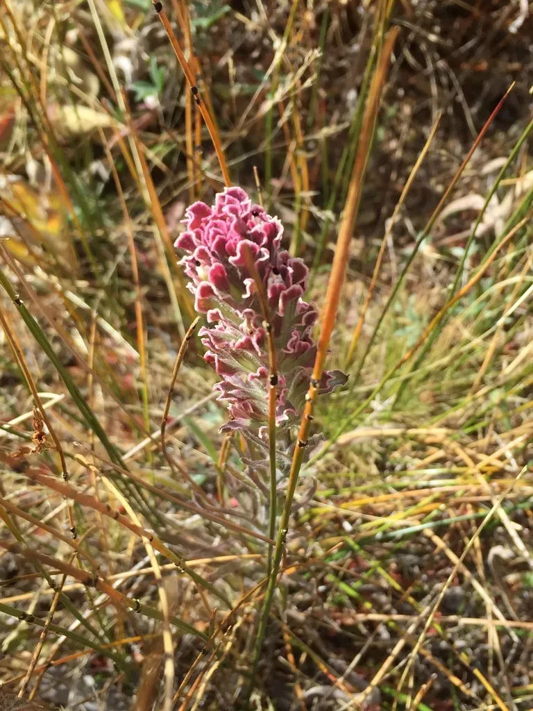Parrothead Indian Paintbrush