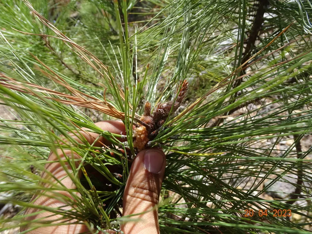Apache Pine