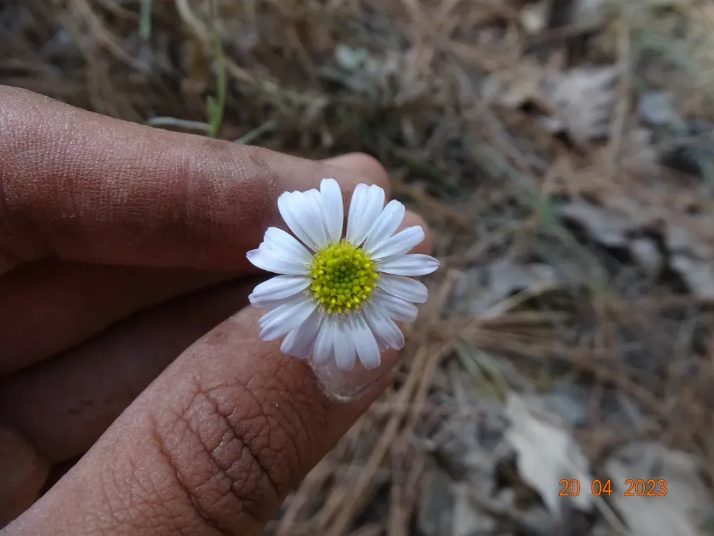 Erigeron Lepidopodus