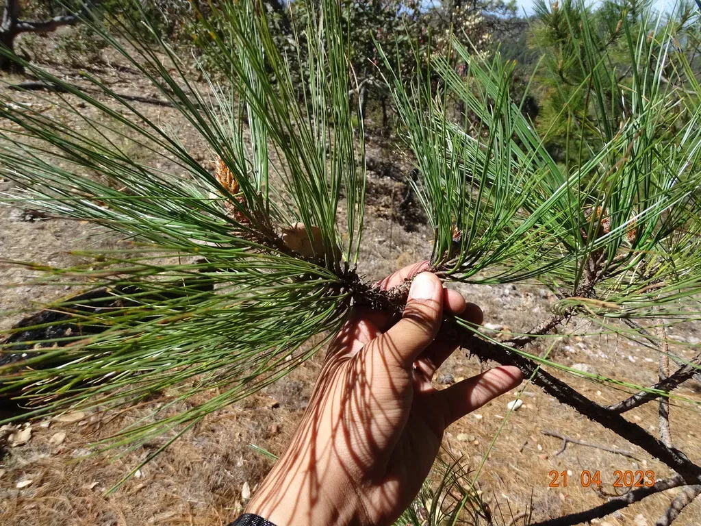 Durango Pine