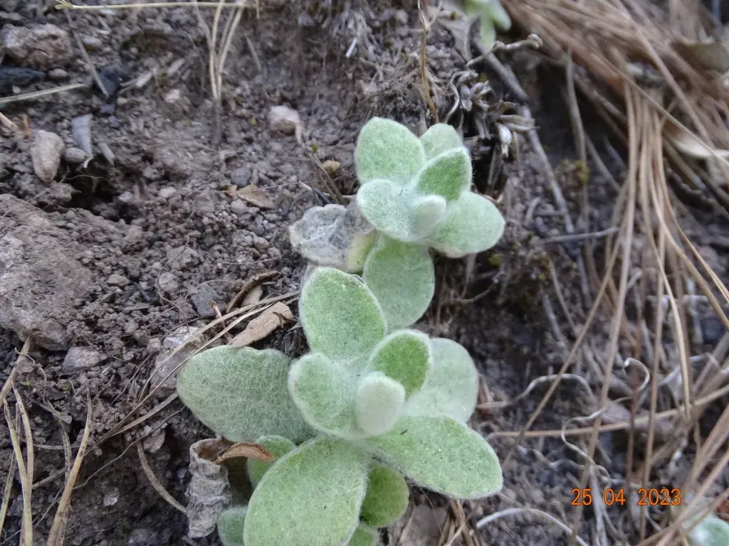 Jersey Cudweed