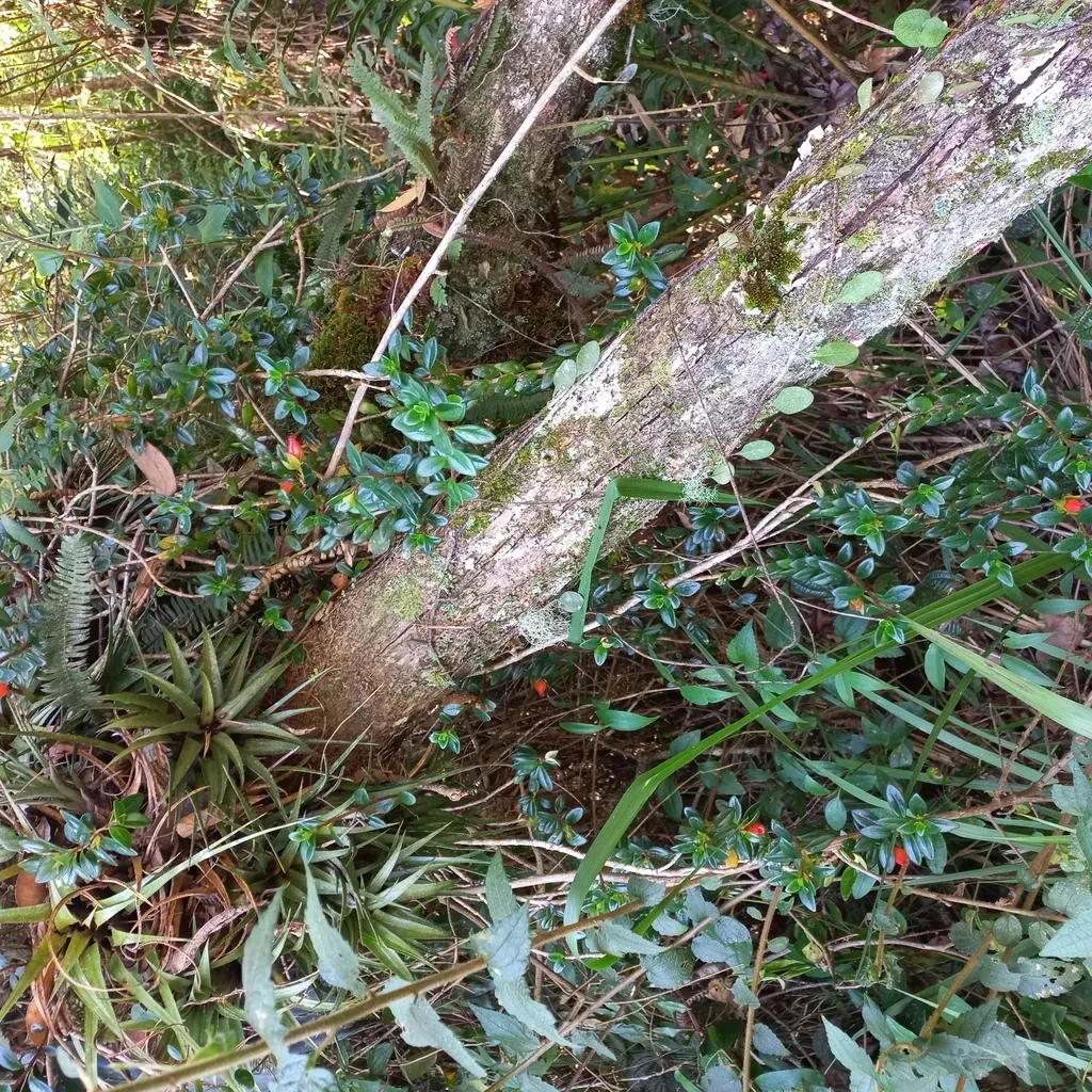 Nematanthus Australis