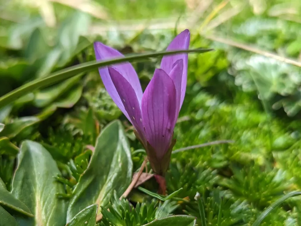 Chickweed Gentian