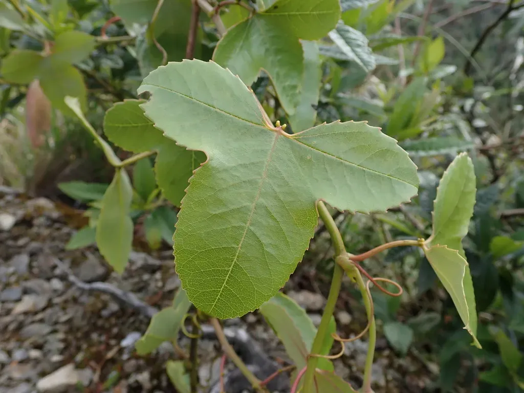 Passiflora Cumbalensis