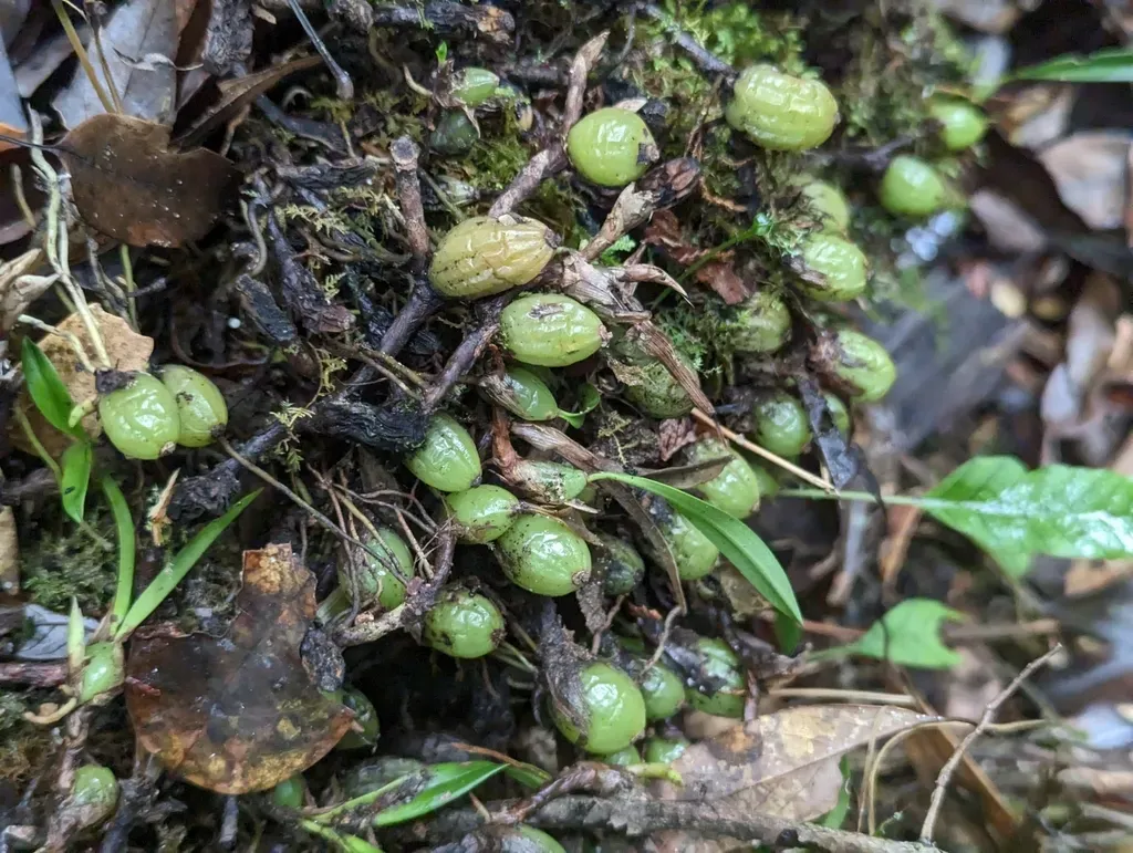 Bulbophyllum Bifurcatoflorens