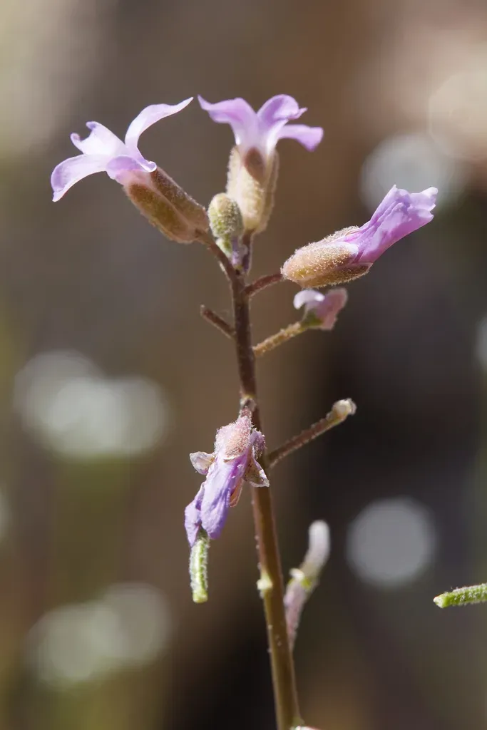 Bigfoot Hybrid Rockcress