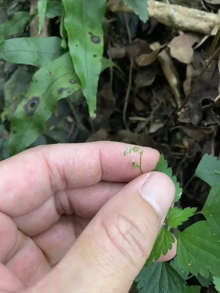Japanese False Nettle