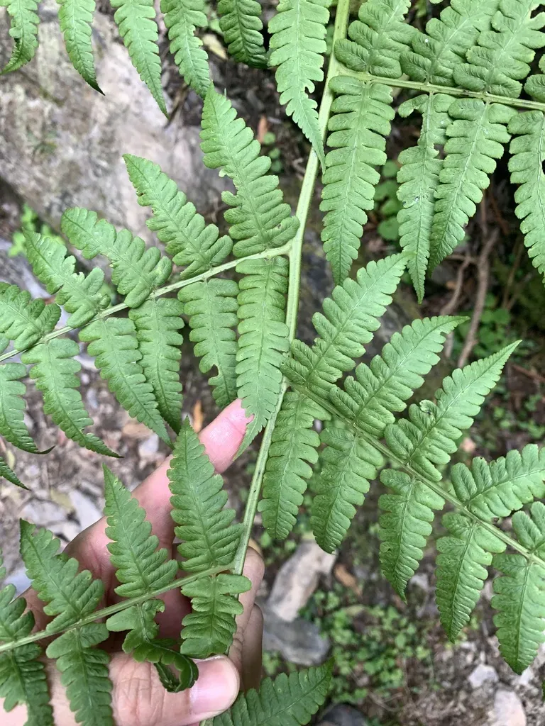 Diplazium Viridissimum