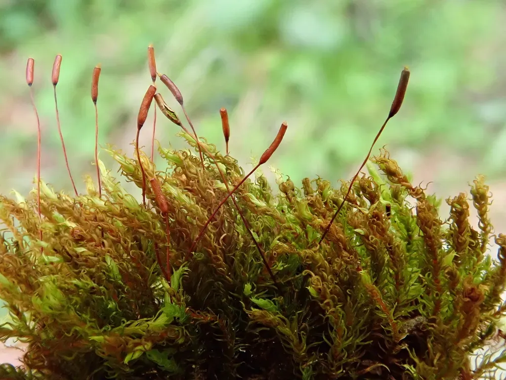 Brown Beard-moss