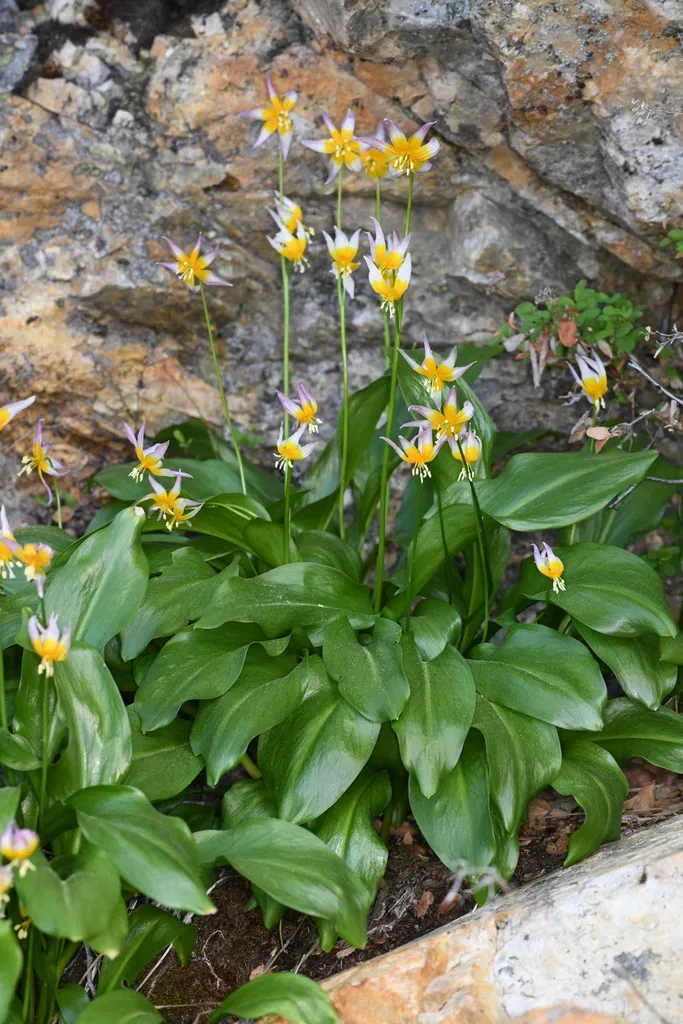Pilot Ridge Fawn Lily