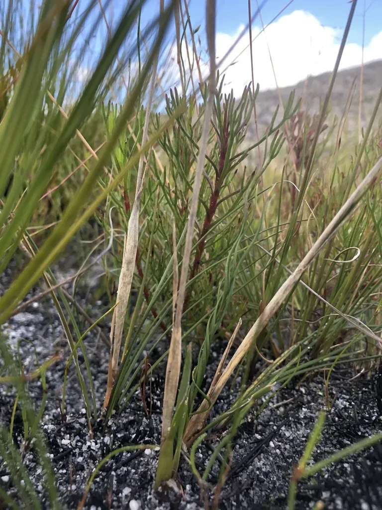 Geochloa Lupulina