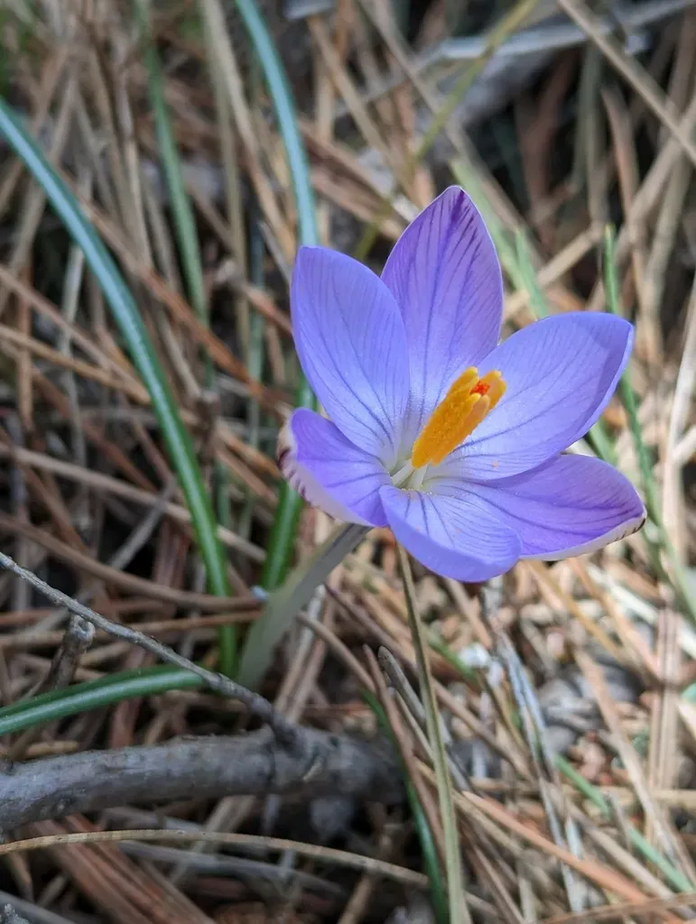 Corsican Crocus