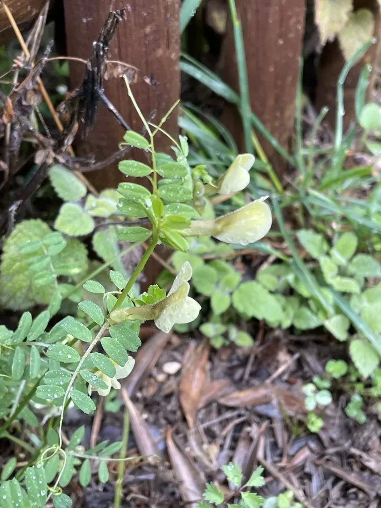 Hairy Yellow-vetch