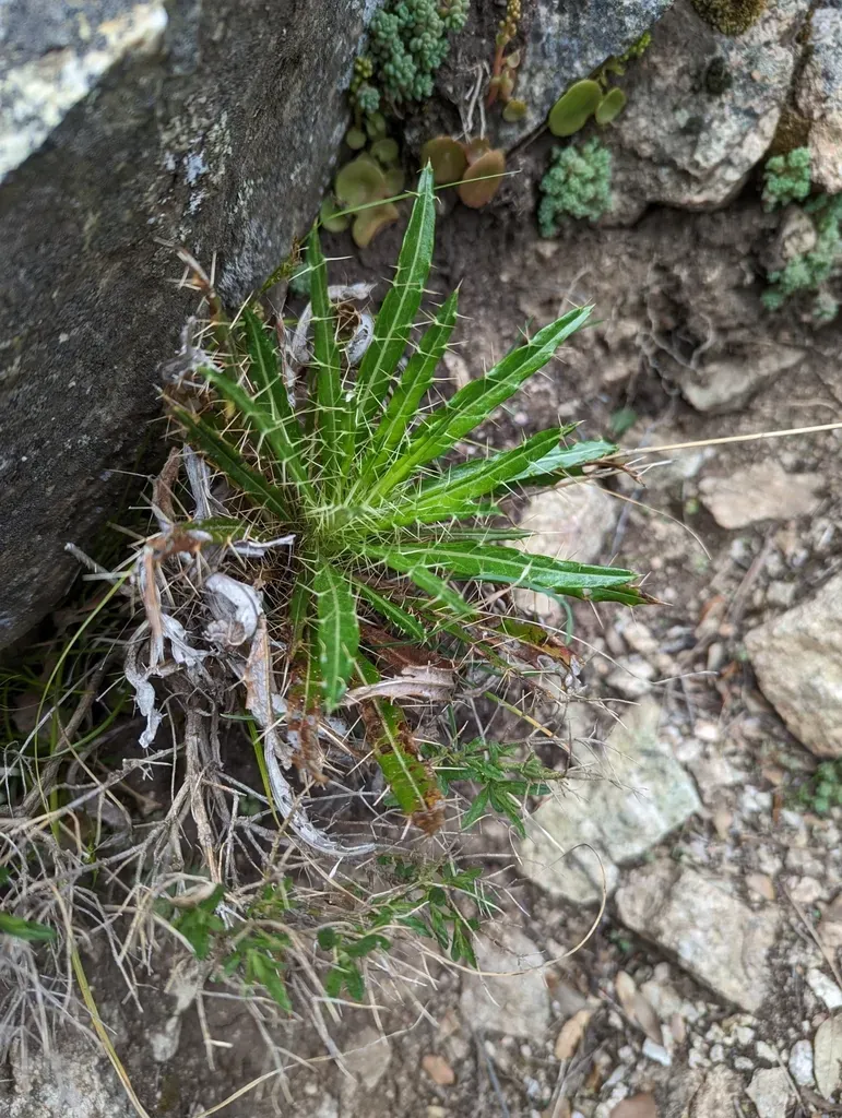 Sardinian Ivory Thistle