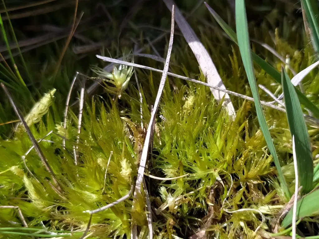 Crisped Fork-moss